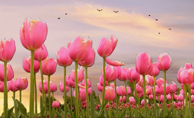 http://www.cruise.com/blog/image.axd?picture=2012%2F3%2Ftulips-windmill.jpg